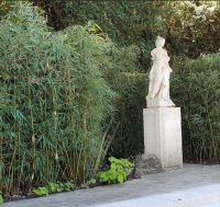 Fargesia robusta Campbell 180-200cm met kluit