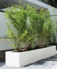 Fargesia Volcano 100-125cm met kluit