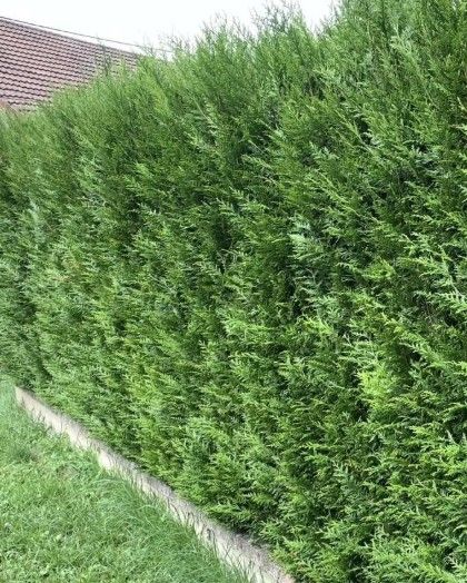 Thuja kopen bij Hoge Hagen
