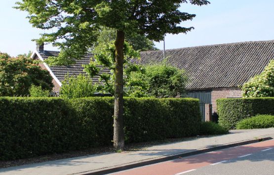 Liguster kopen | Hoge Hagen