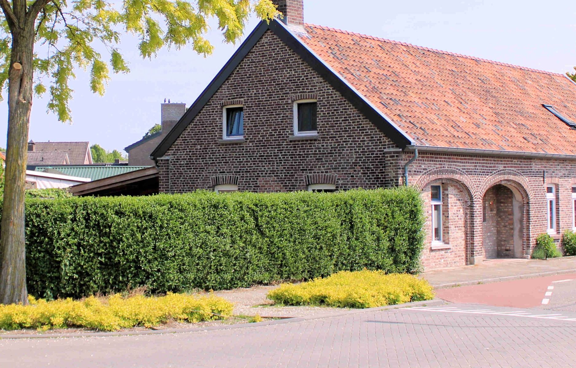 Liguster kopen | Hoge Hagen