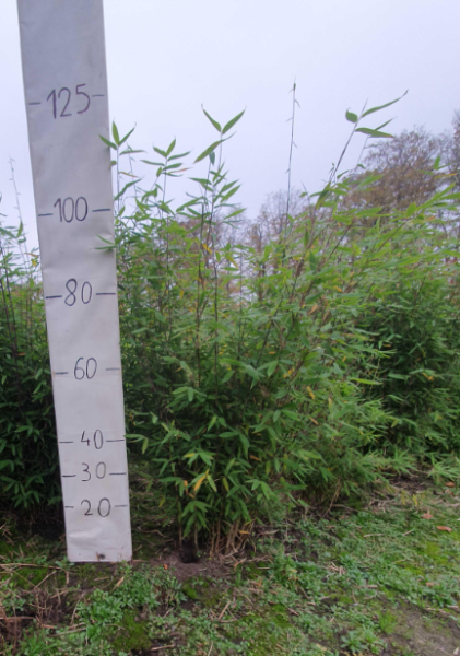 Fargesia Obelisk 100-125cm - kluit main product photo