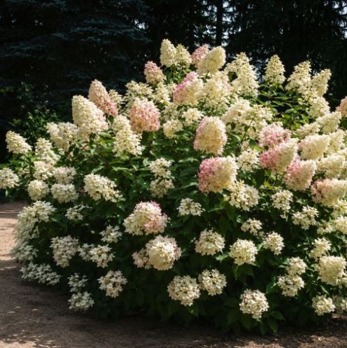 Pluimhortensia 'Grandiflora' 50-60cm - pot 6,5L main product photo