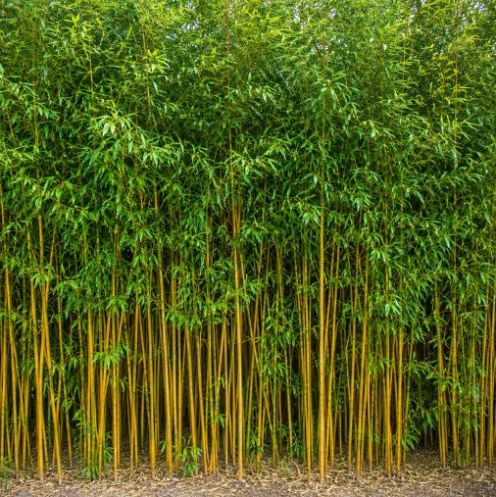 Phyllostachys Aurea 400-450cm - pot 30L main product photo