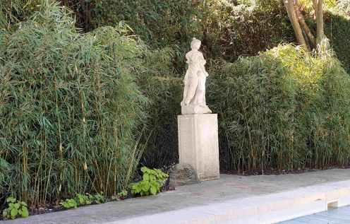 Fargesia robusta Campbell 180-200cm met kluit