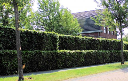 Groene Beuk 180-200cm (12 ltr pot) 