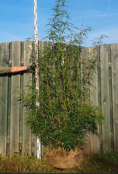 Fargesia robusta Campbell 180-200cm met kluit
