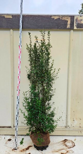 Liguster Atrovirens 150-175cm Extra main product photo