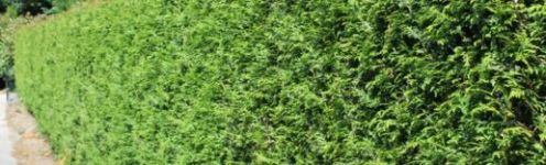 Thuja Brabant kopen bij Hoge Hagen