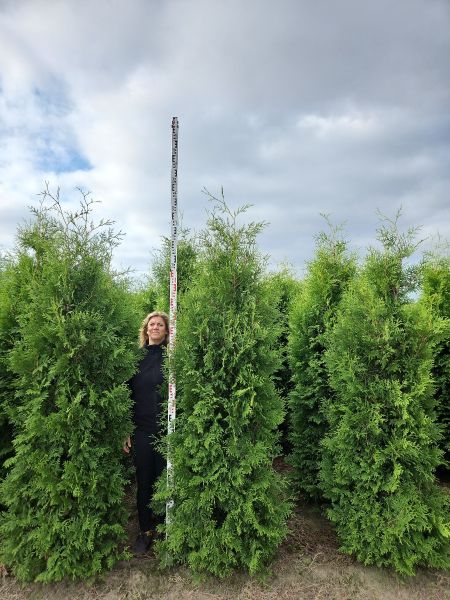 Thuja Brabant kopen | Thuja occidentalis Brabant | Hoge Hagen