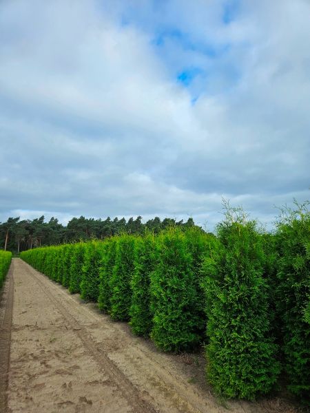 Thuja Brabant kopen | Thuja occidentalis Brabant | Hoge Hagen