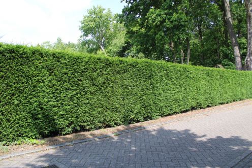 Thuja Brabant 200-225cm met kluit