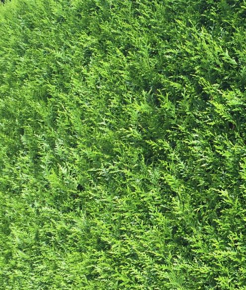 Thuja Brabant 200-225cm met kluit