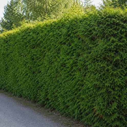 Donkergroene Thuja 650-700cm - kluit main product photo
