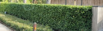 Laurier Genolia 225-250cm - kluit