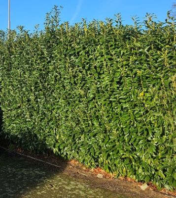 Laurier Genolia 250-275cm met kluit