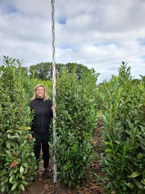 Laurier Genolia 180-200cm met kluit