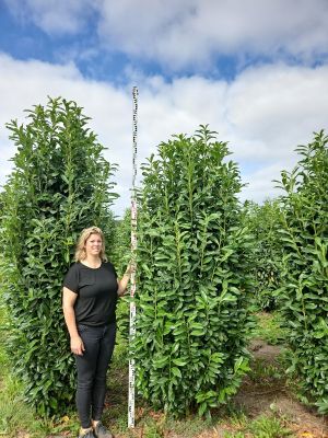 Laurier Genolia 250-275cm met kluit