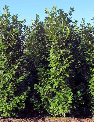 Laurier Genolia 300-325cm met kluit