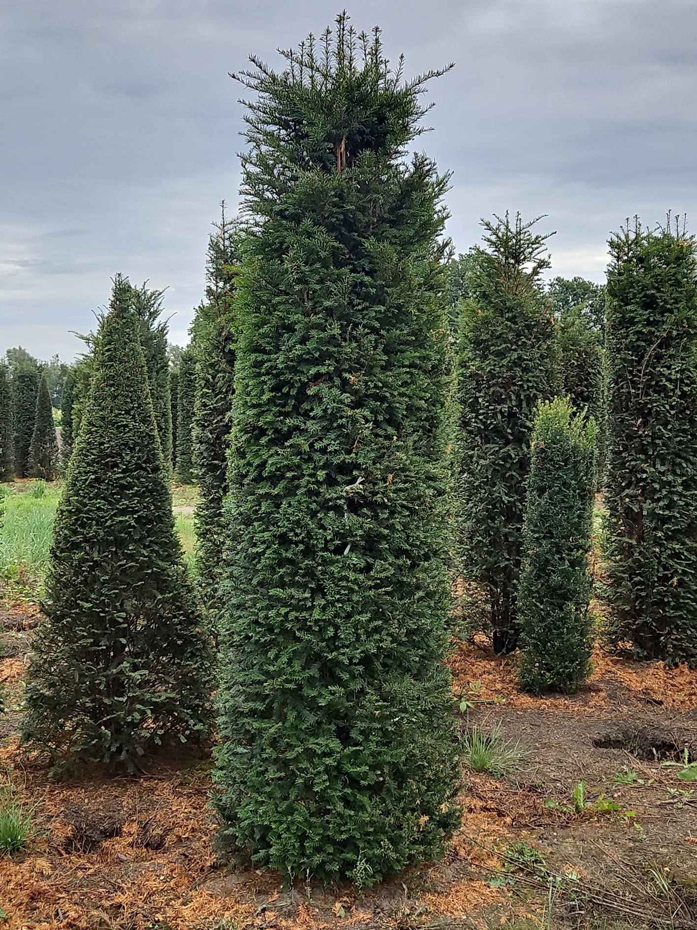 Taxus Baccata Taxus