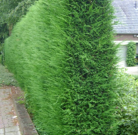 Thuja occidentalis ‘Brabant’