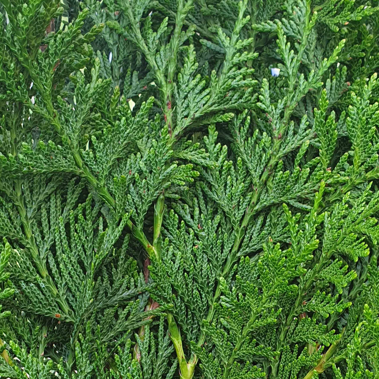 Thuja 