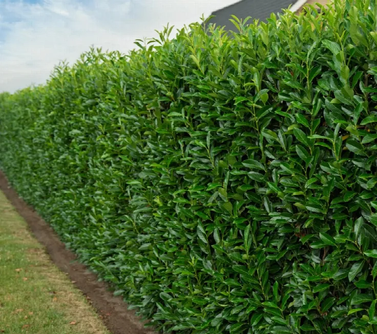 Taxus kopen