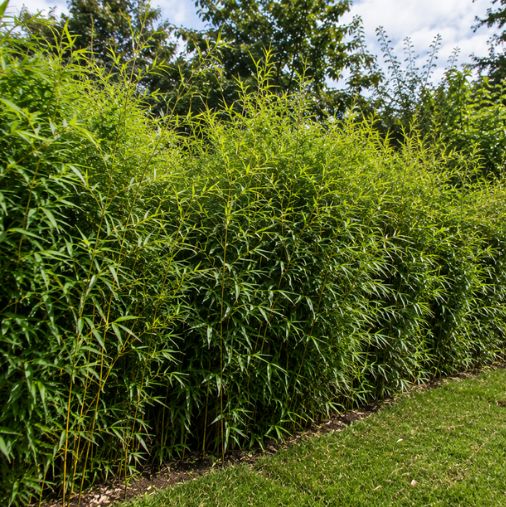 Thuja occidentalis āBrabantā Thuja occidentalis āBrabantā