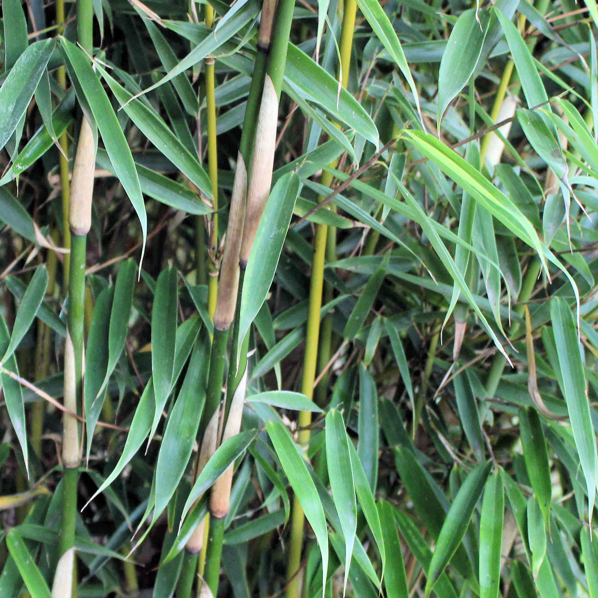 Bamboe plant niet woekerend