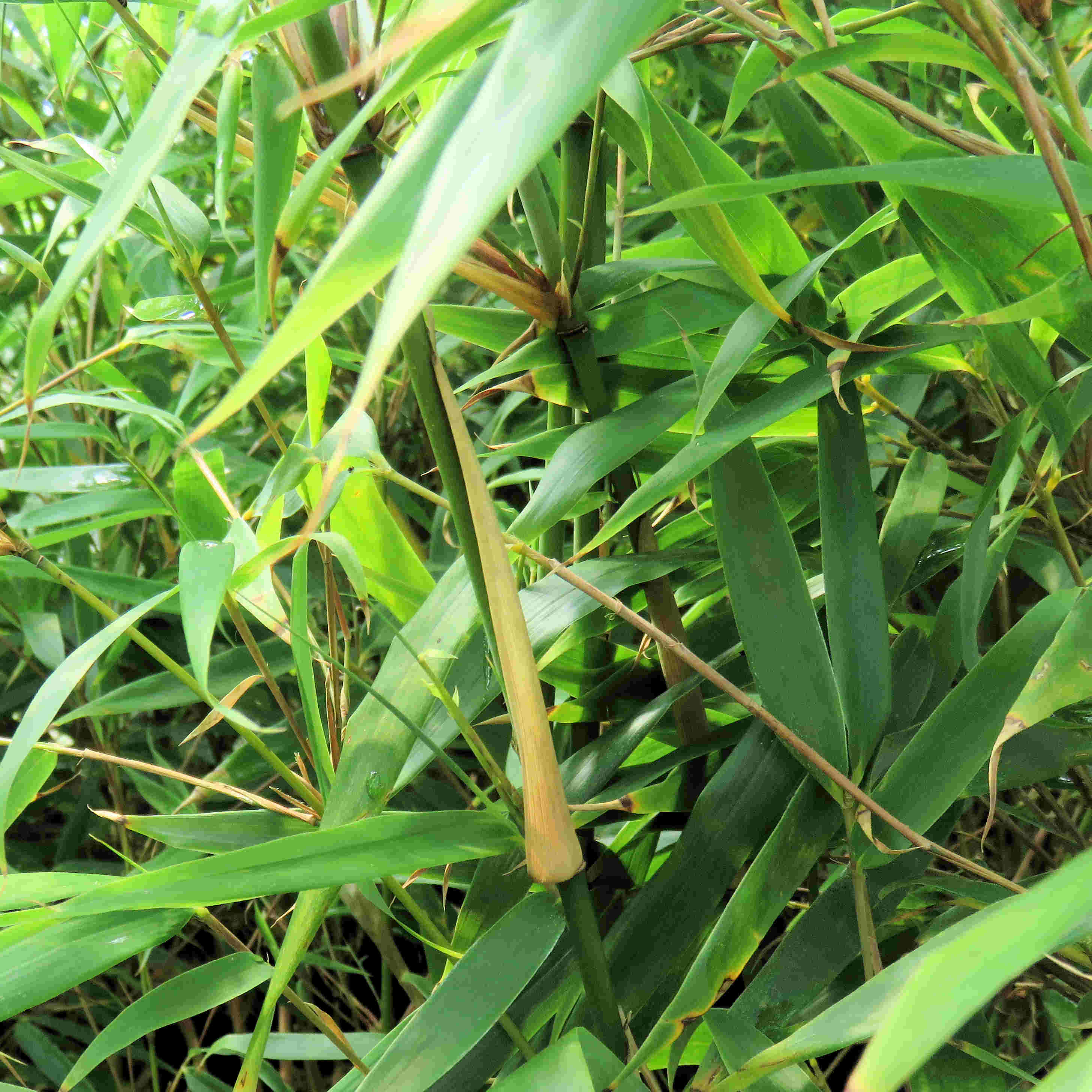 Groenblijvende bamboe in pot