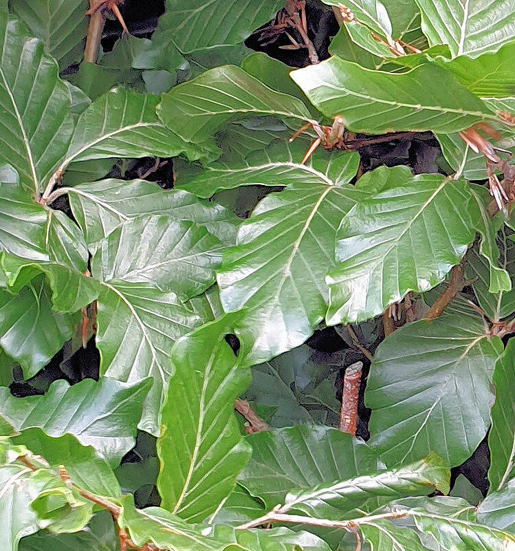 niet giftige tuinplanten niet giftige tuinplanten