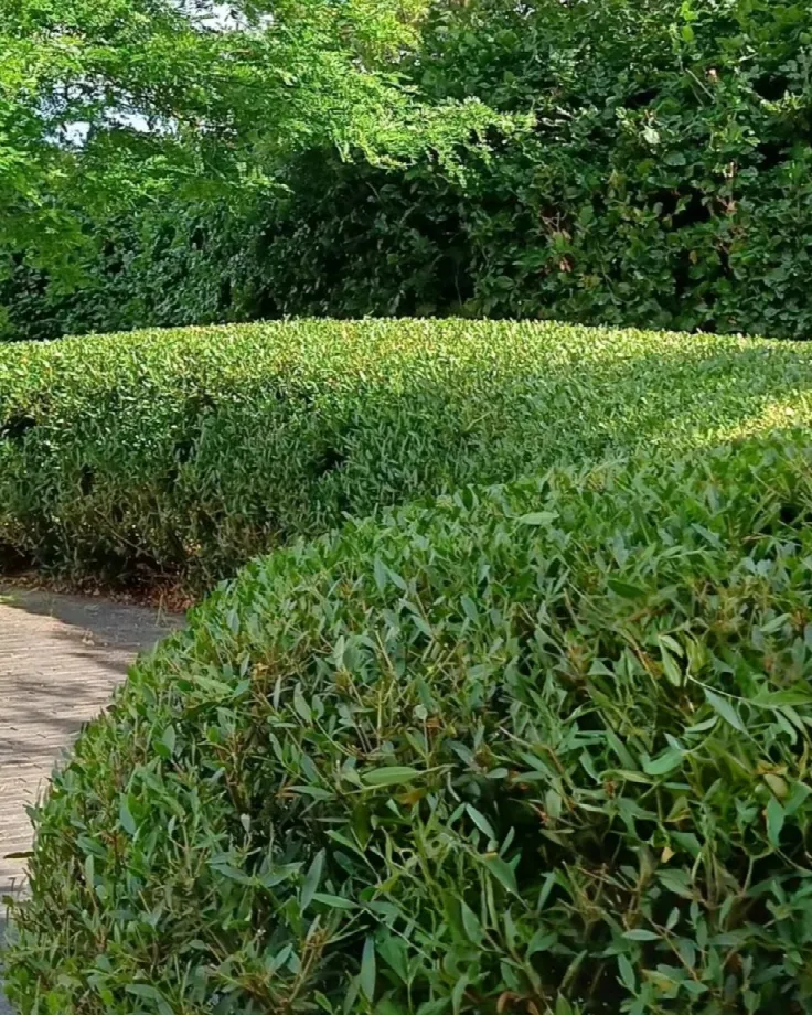 Taxus kopen