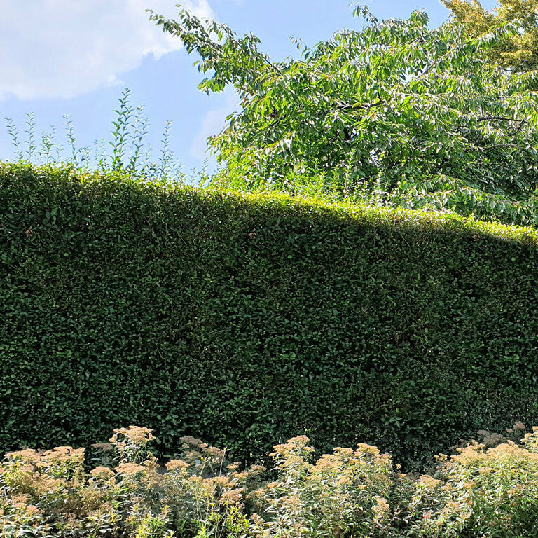 Liguster planten voorjaar