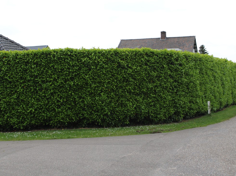 Taxus baccata