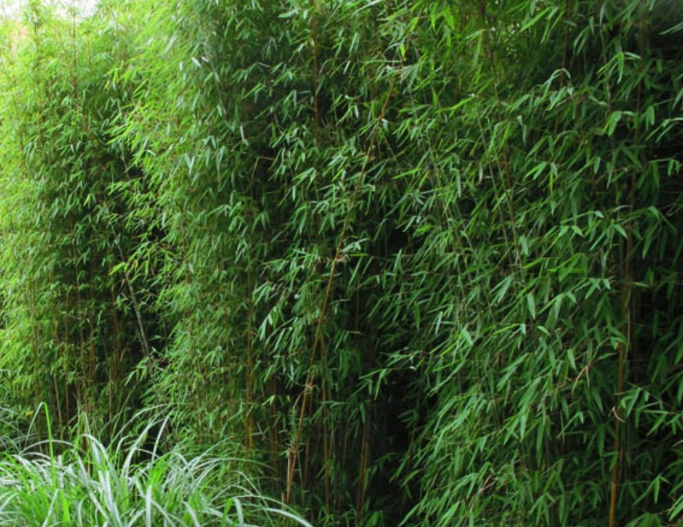 Thuja occidentalis ‘Brabant’