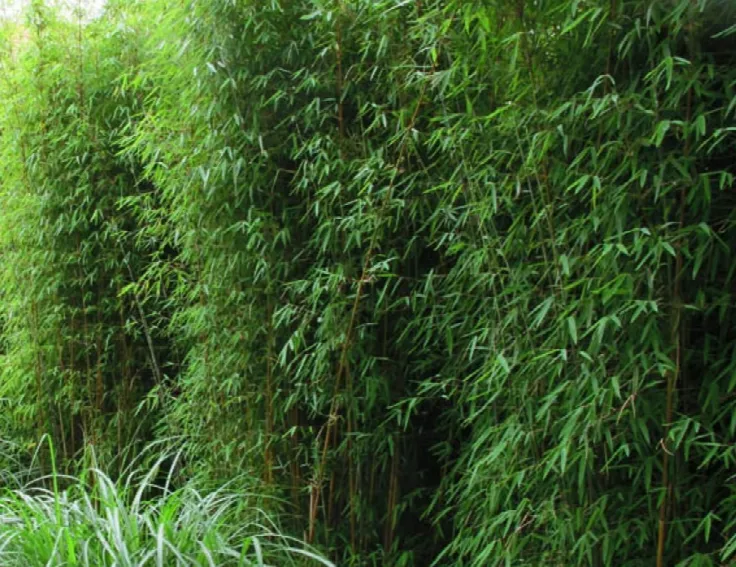 Thuja occidentalis āBrabantā Thuja occidentalis āBrabantā