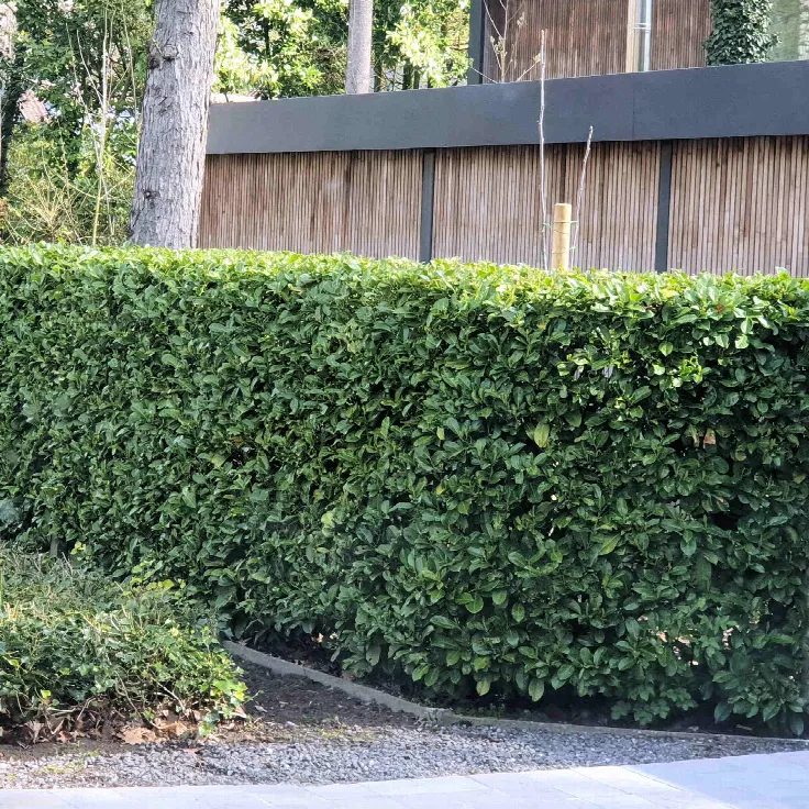  Taxus 