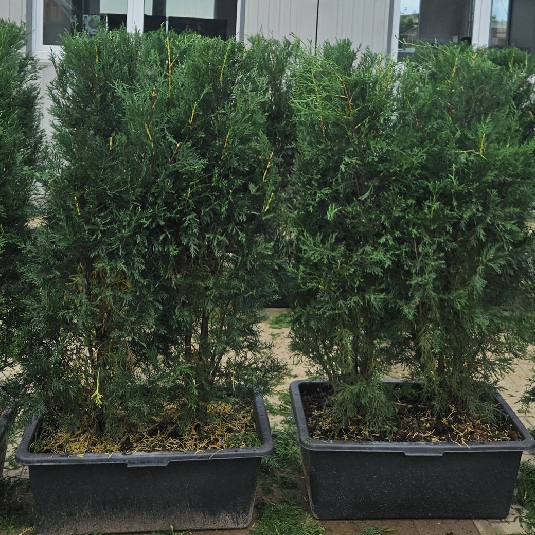 Thuja occidentalis ‘Brabant’