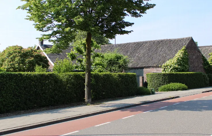 Thuja Brabant