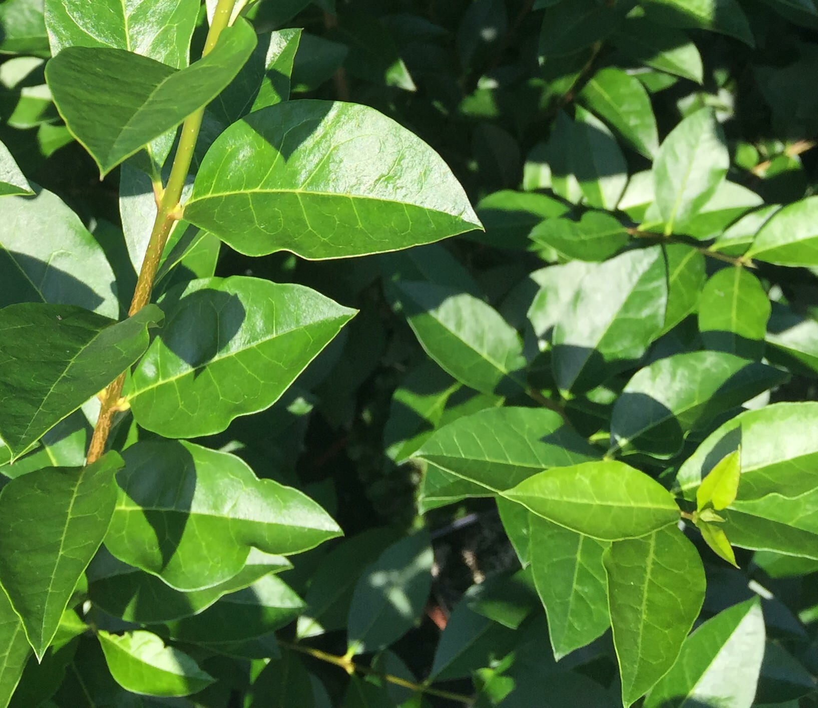 Ligustrum Ovalifolium Ligustrum Ovalifolium
