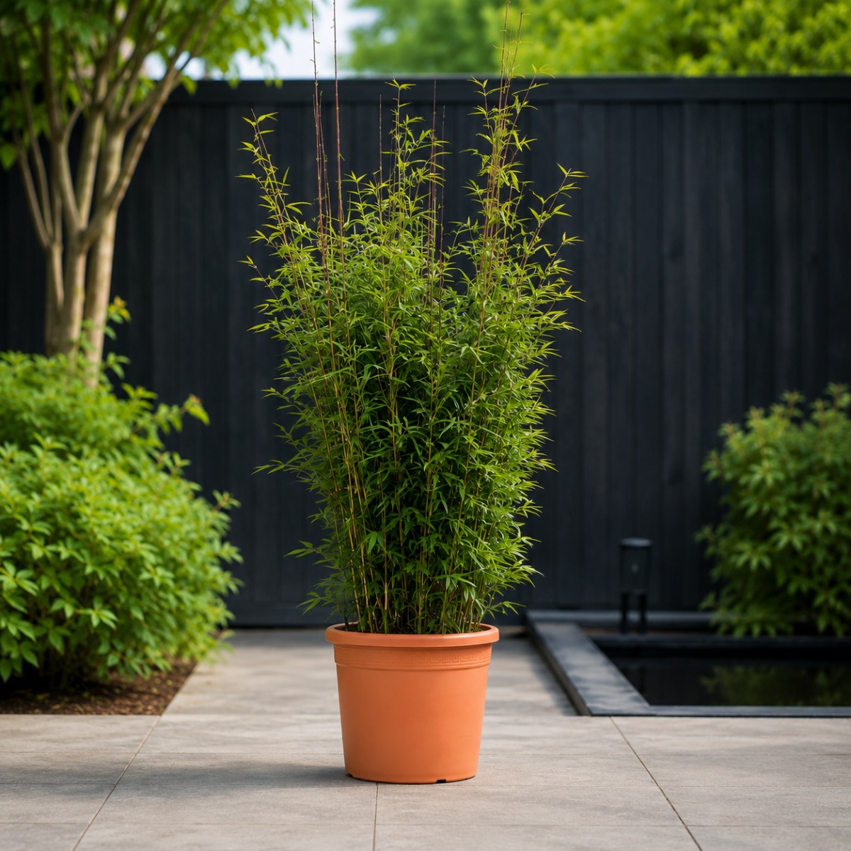 Thuja Brabant Thuja Brabant