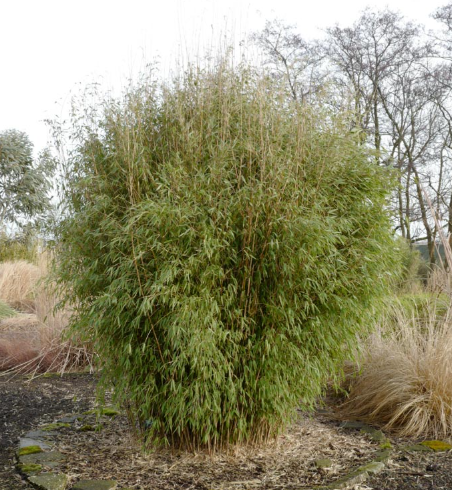 Thuja Brabant kopen Thuja Brabant kopen