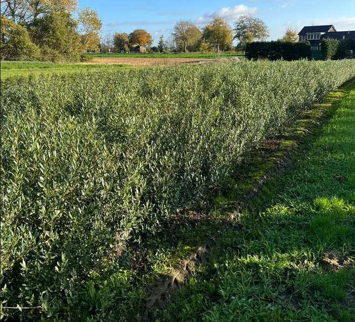  Taxus 