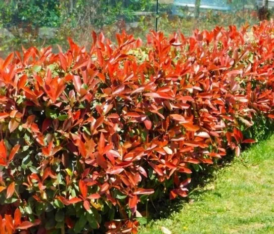 Taxus baccata Taxus baccata