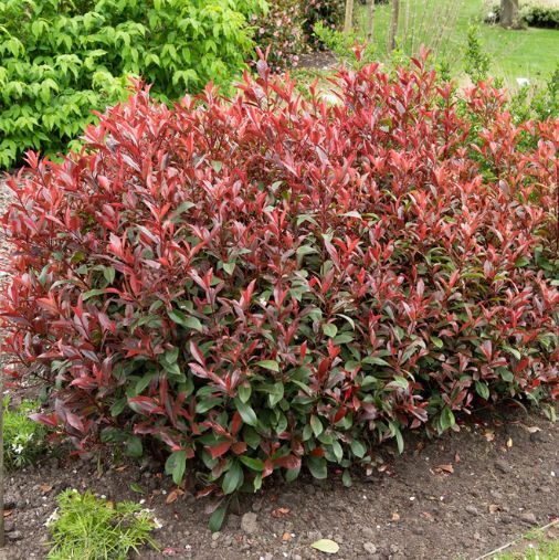 Taxus kopen