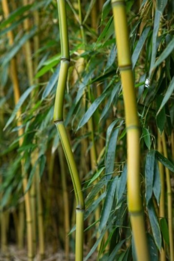 Thuja occidentalis ‘Brabant’