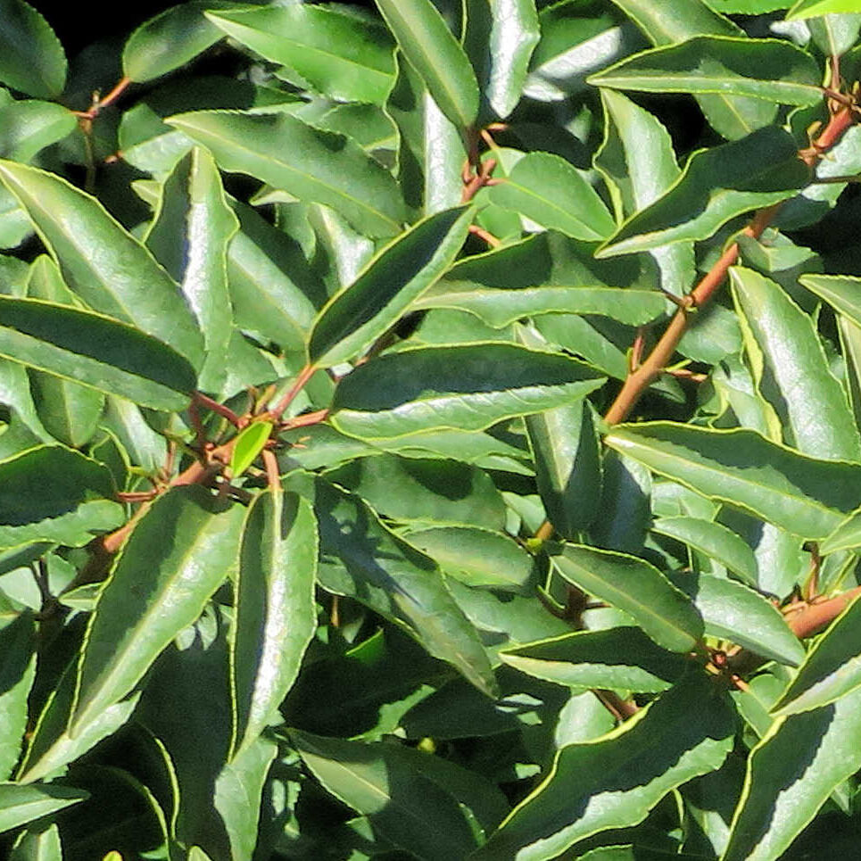 Portugese Laurier planten