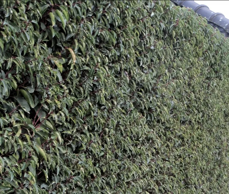 Thuja Brabant kopen