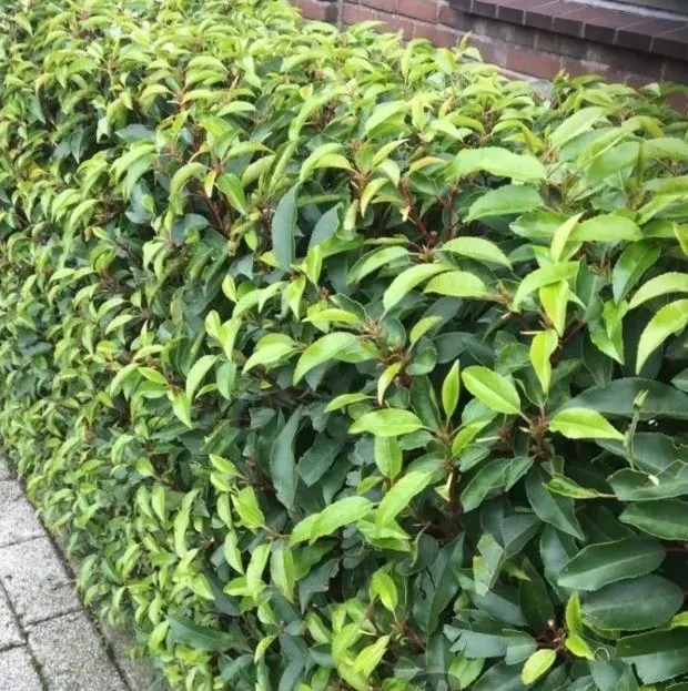Thuja Brabant
