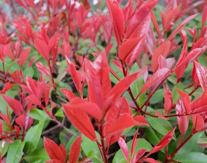 Glansmispel 'Red Robin'